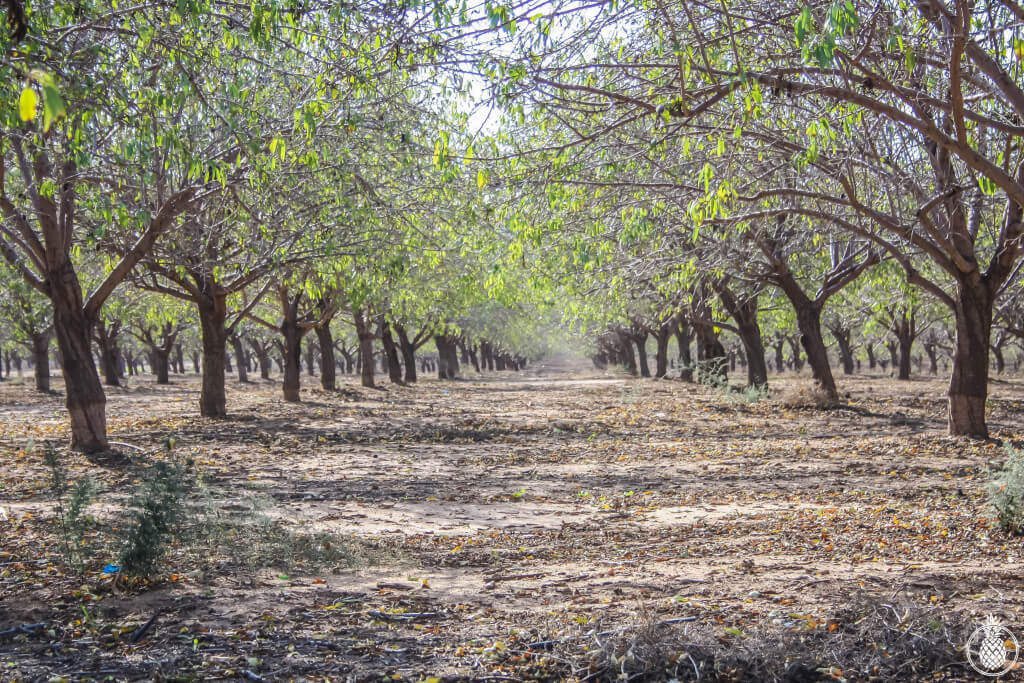 pecan forest at winter