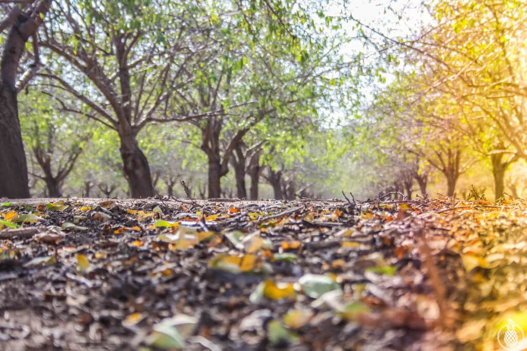 winter at the pecan forest photoshoot fashion