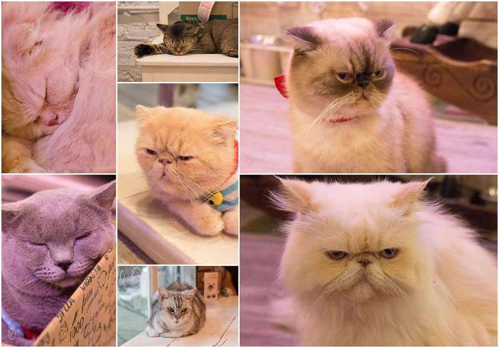 Bangkok - 9 unique and different things to do in the capital of Thailand {Caturday Cat Café}