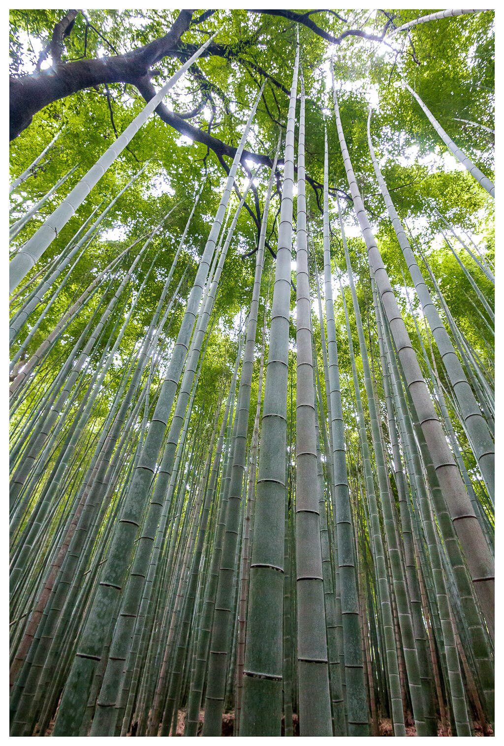 Top Things To Do In Arashiyama, Kyoto | Bamboo Grove 