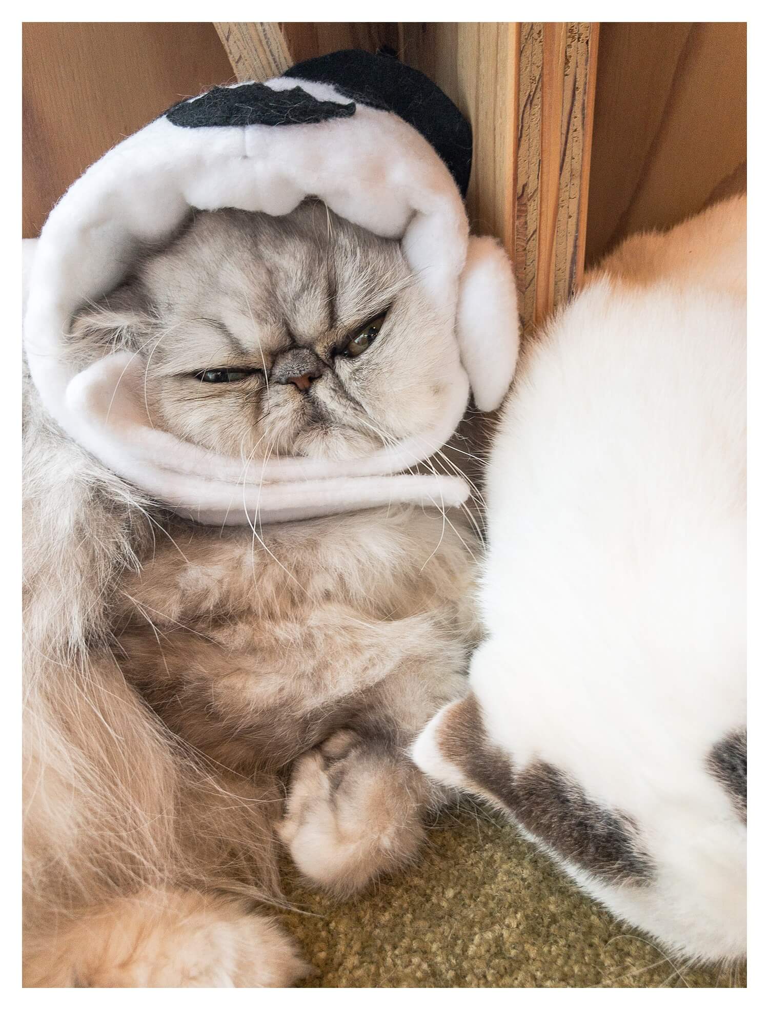 The complete guide to Harajuku - the cute, cool and crazy fashion district of Tokyo - Cat Cafe