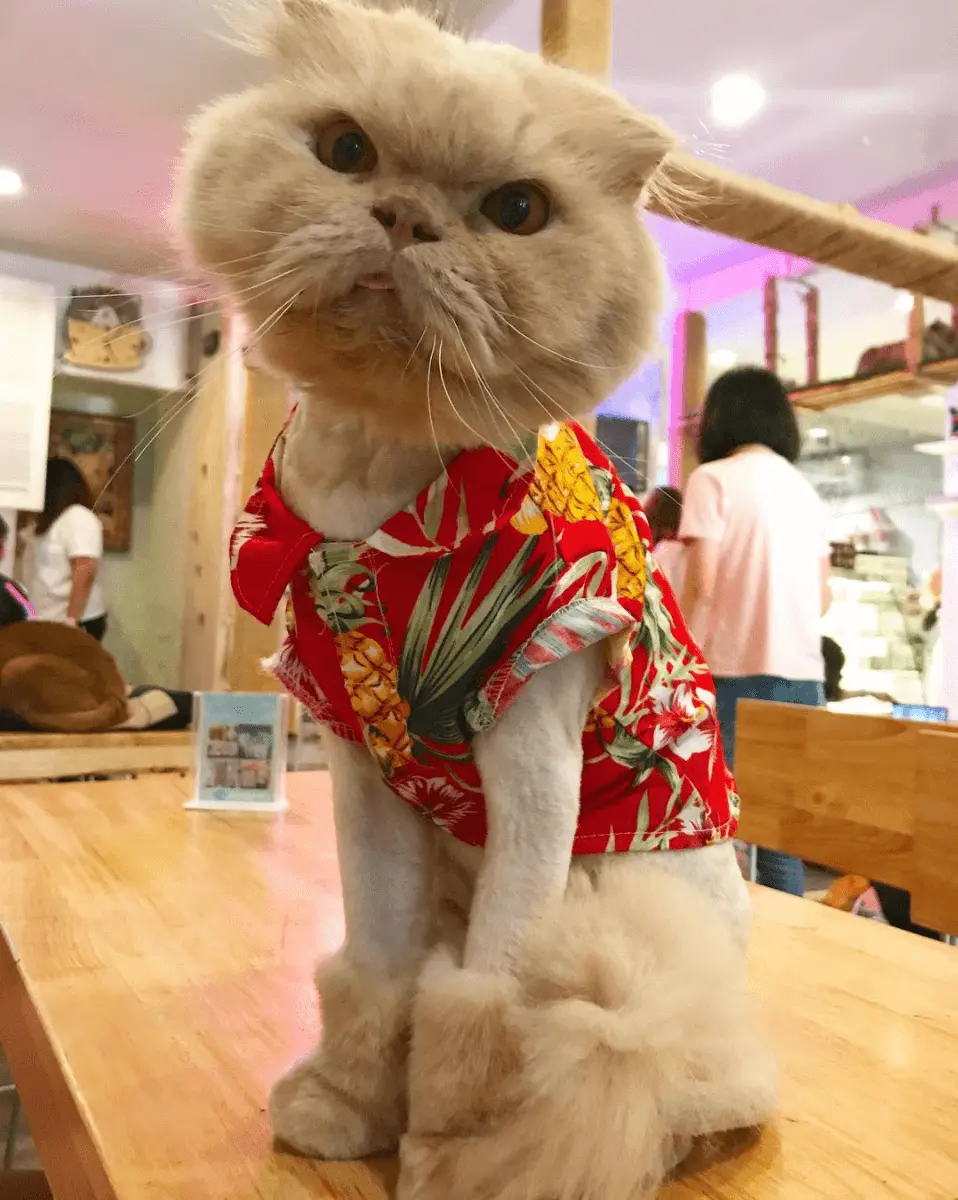 בית קפה לחתולים בבנגקוק - מסעדות קונספט מגניבות בעולם